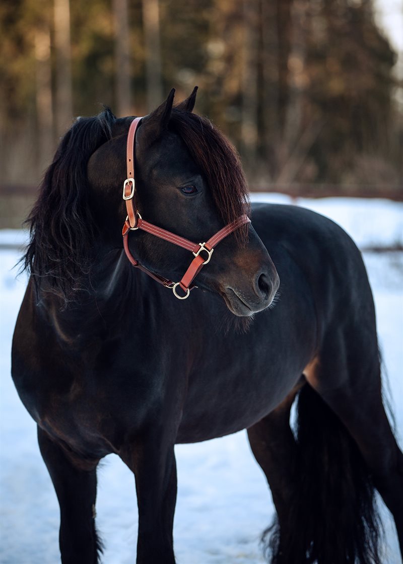 Licol large en cuir Elite avec muserolle ajustable