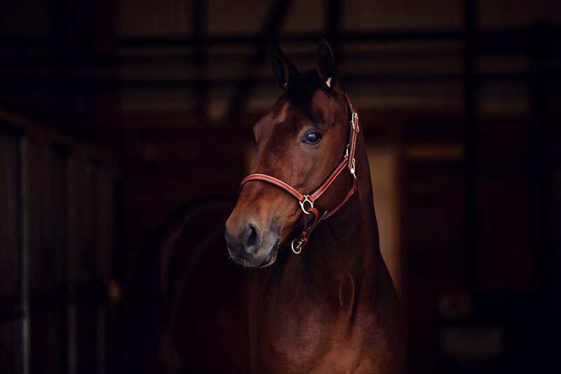 Finntack Elite Leather Halter with adjustment under nose
