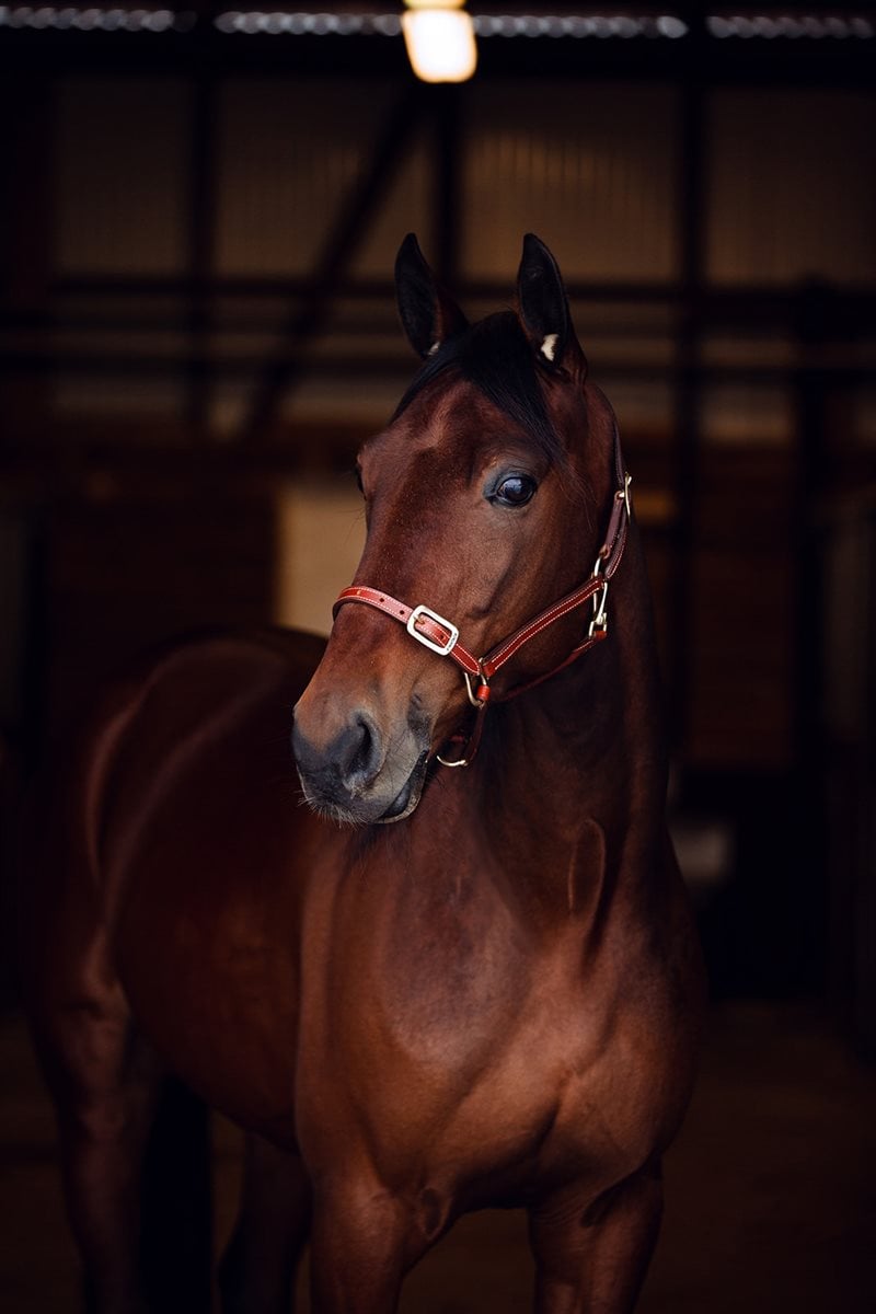 Finntack Elite Leather Halter with open nose