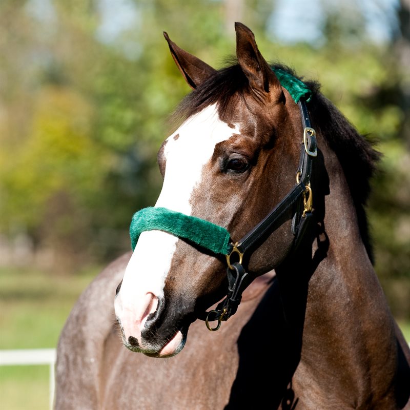 Finntack Noseband Fleece Cover