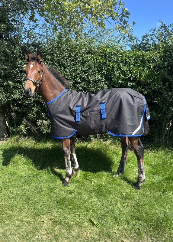 Horseware Amigo® Ripstop 900D Foal Turnout 50g