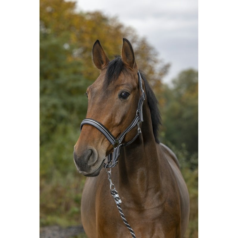 Norton Brillant Headcollar + Lead Rope