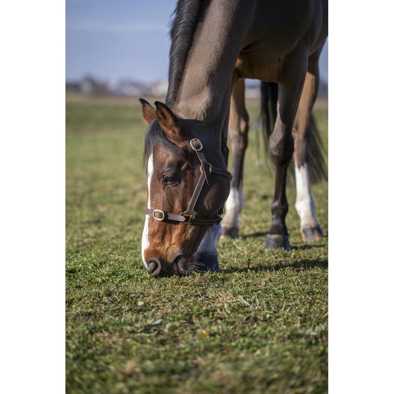 Norton Club Leather Headcollar