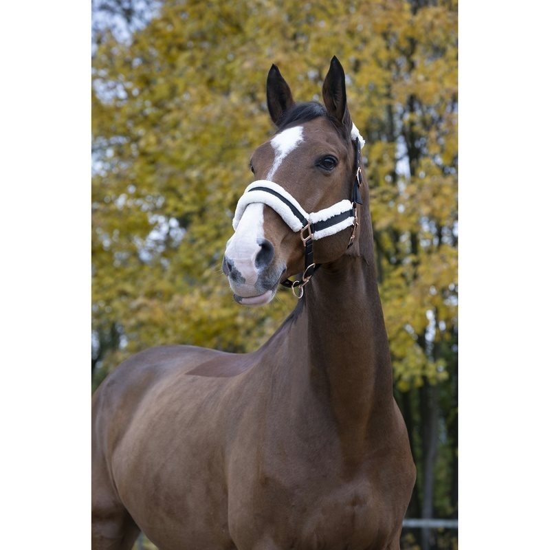 Norton Confort Headcollar