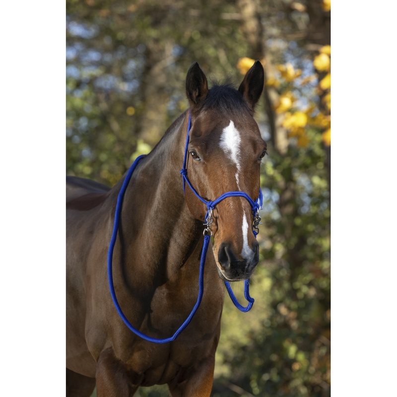 Norton Licol Éthologique avec Longes