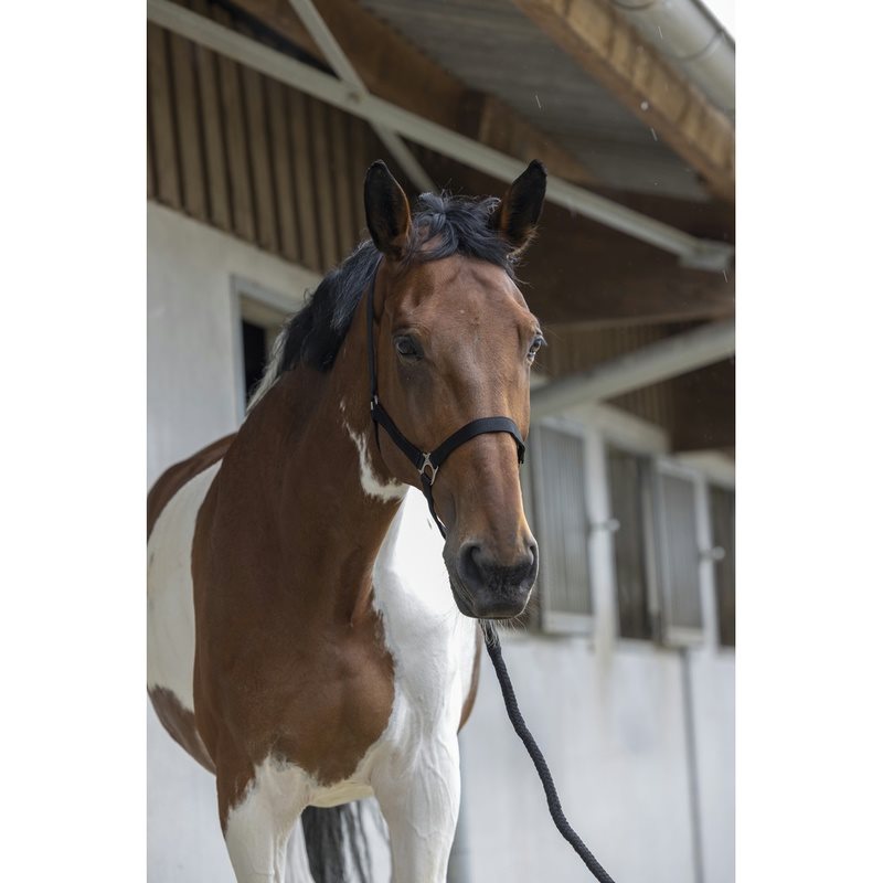 Riding World Club Licol + Longe