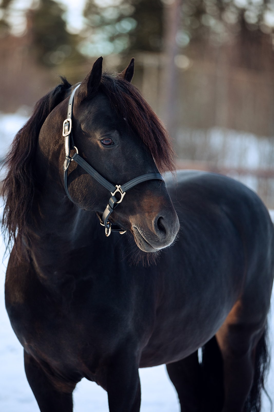 Finntack Elite Wide Leather Halter w/ adjustment under nose