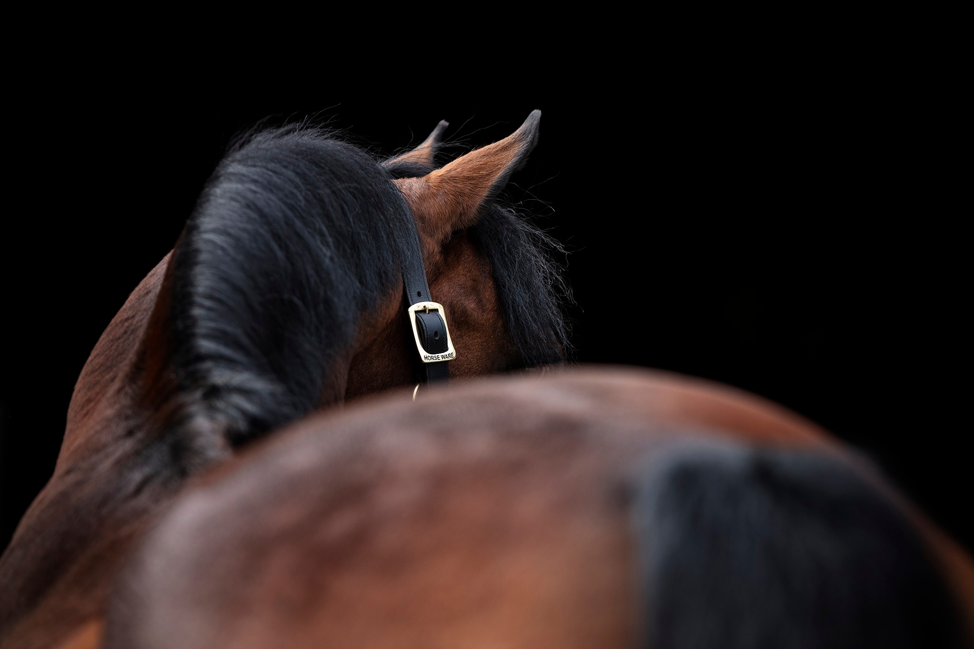 Horseware Amigo Padded Head collar