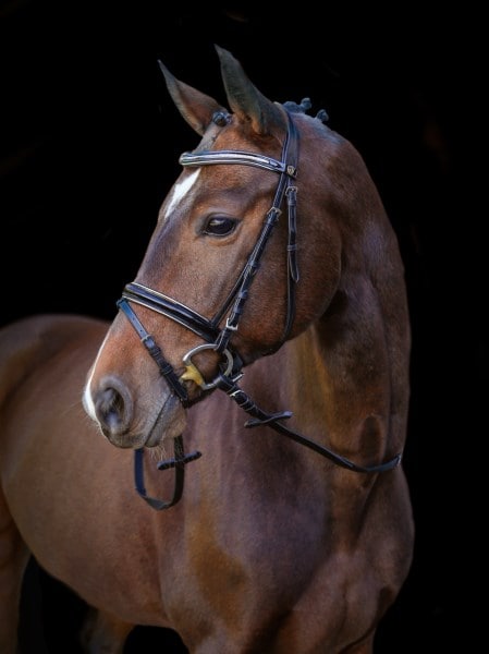 Covalliero Bridle Kingston, English combined model