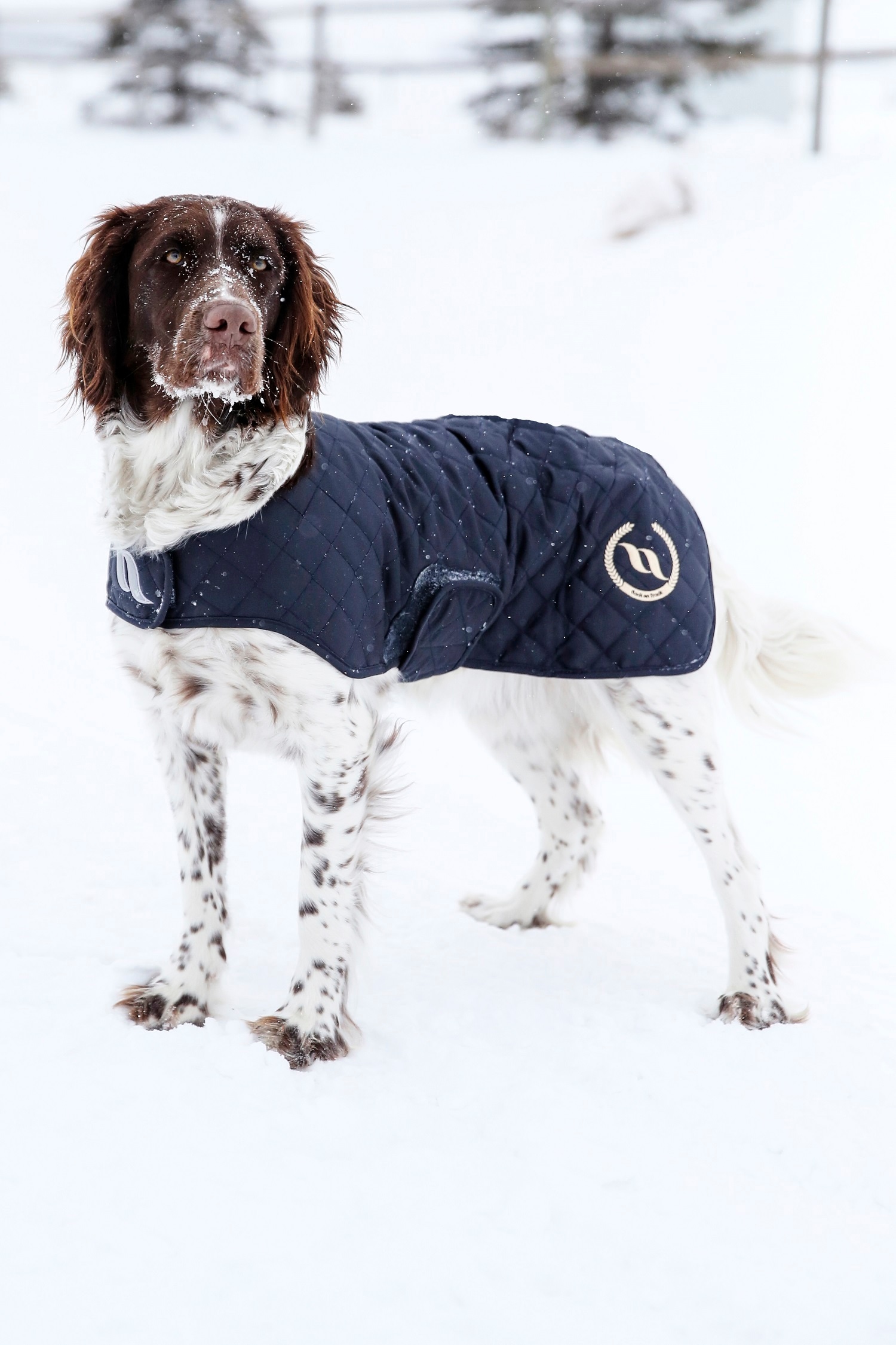 Manteau pour chien, Back on Track Night Collection