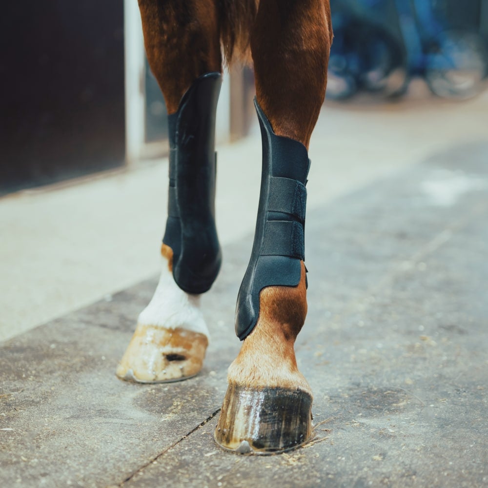 Race-Master Hind boots, medium (pair)