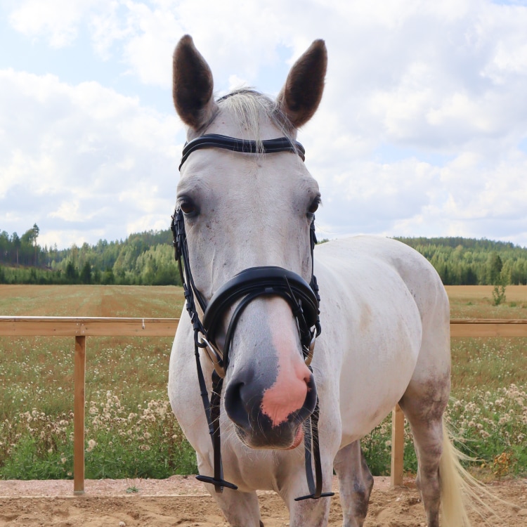 Equestrian Essentials Comfy Bridle