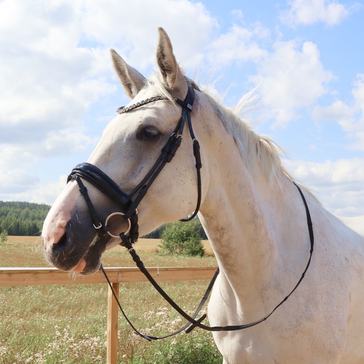 Equestrian Essentials Luxury Bridle