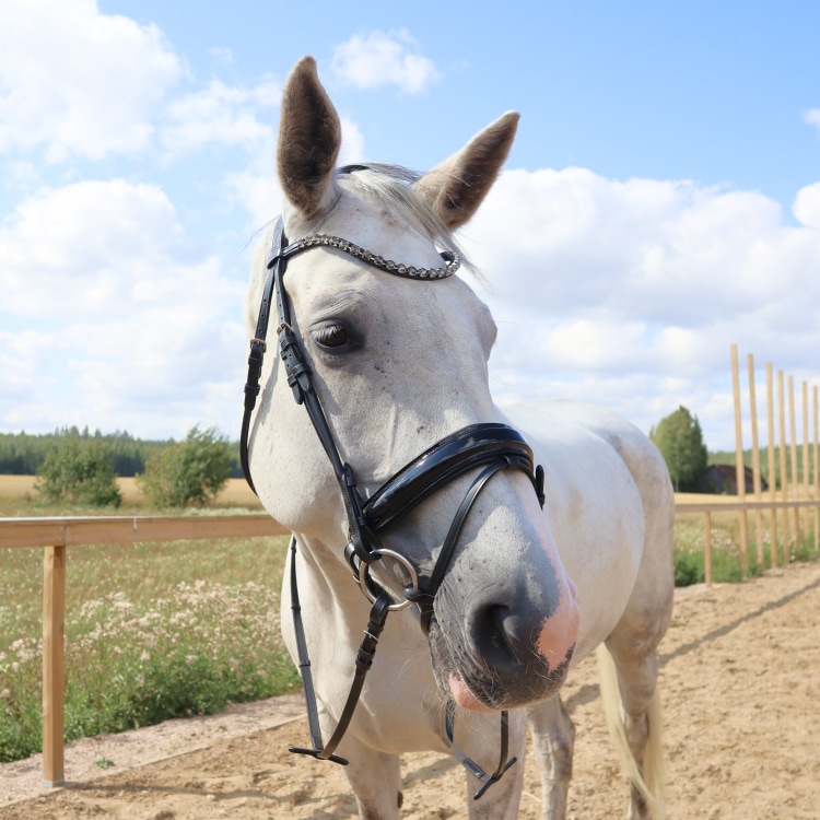 Equestrian Essentials Luxury Bridle