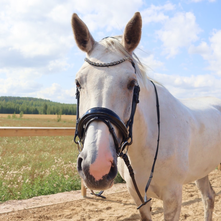 Equestrian Essentials Luxe Hoofdstel