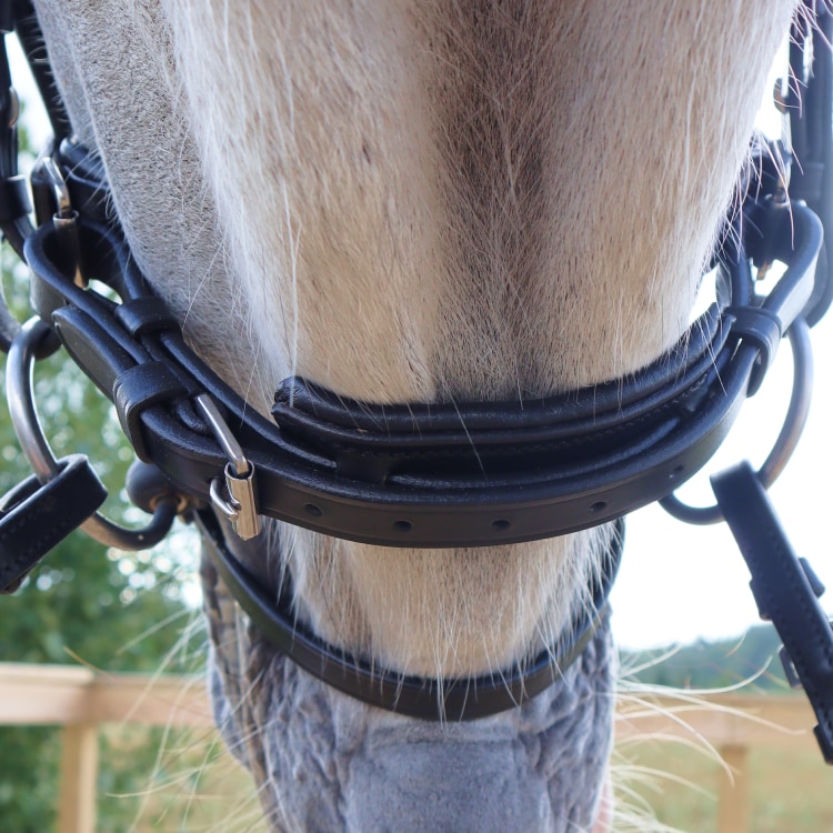 Equestrian Essentials Luxury Bridle