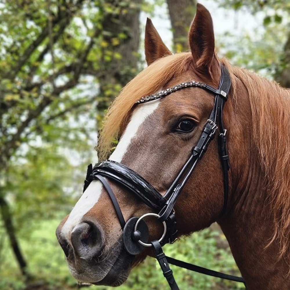 Equestrian Essentials Cabezada de Lujo