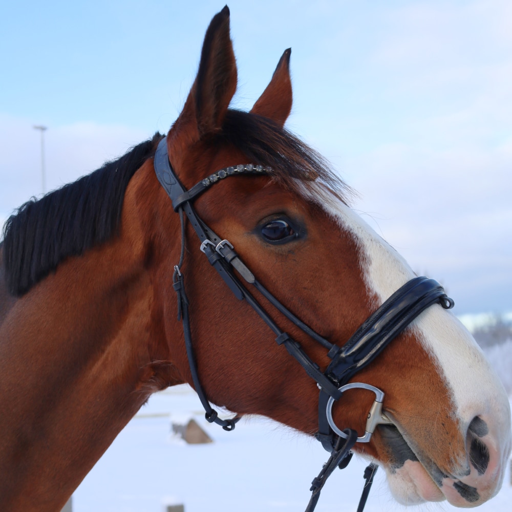 Equestrian Essentials Luxury Bridle