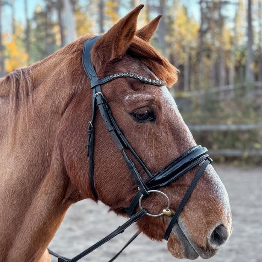 Equestrian Essentials Luxury Bridle