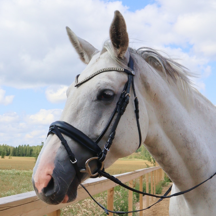 Equestrian Essentials Rich Bridle