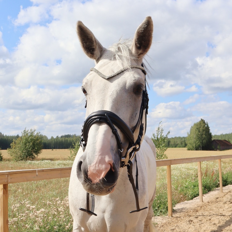 Equestrian Essentials Rich Trense