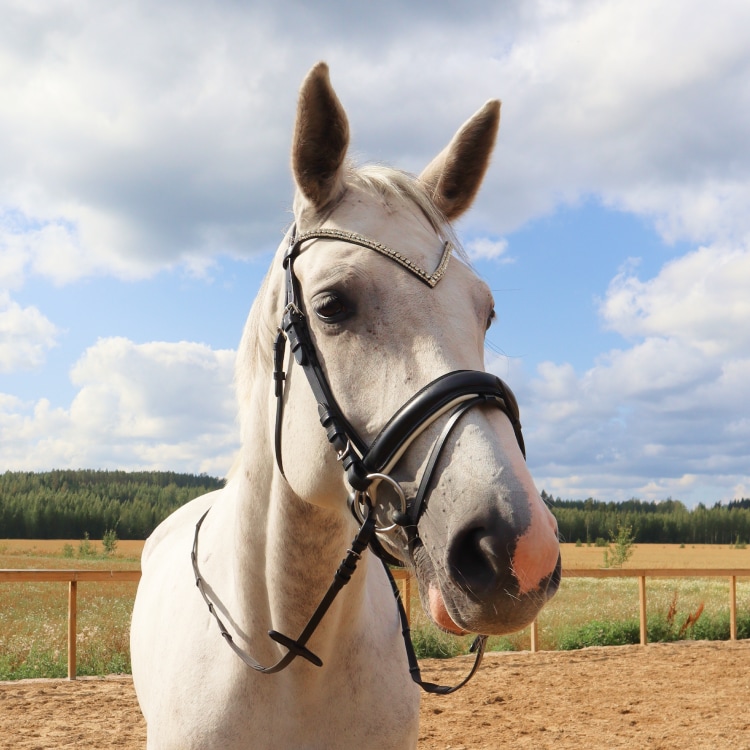 Equestrian Essentials Rich Bridle