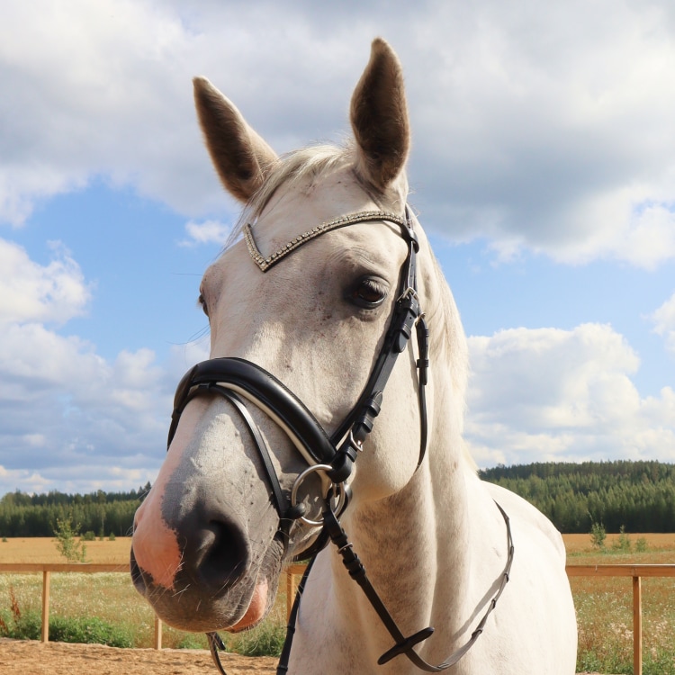 Equestrian Essentials Rich Bridle
