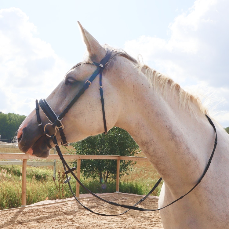 Equestrian Essentials Rich Bridle