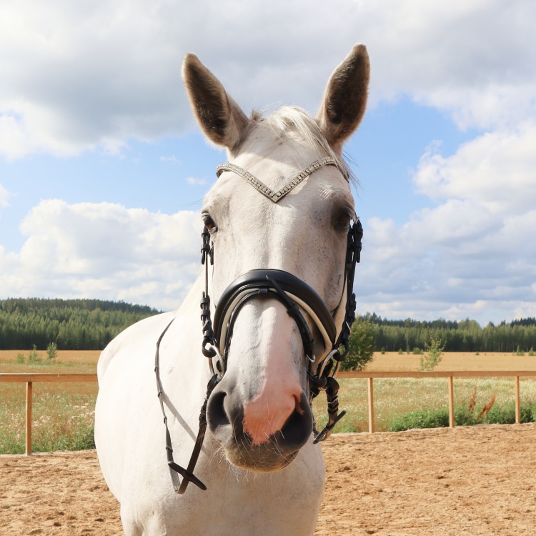 Equestrian Essentials Rich Bridle