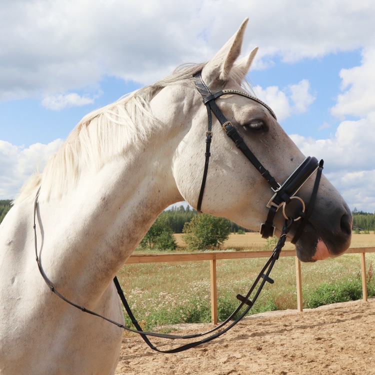 Equestrian Essentials Rich Bridle