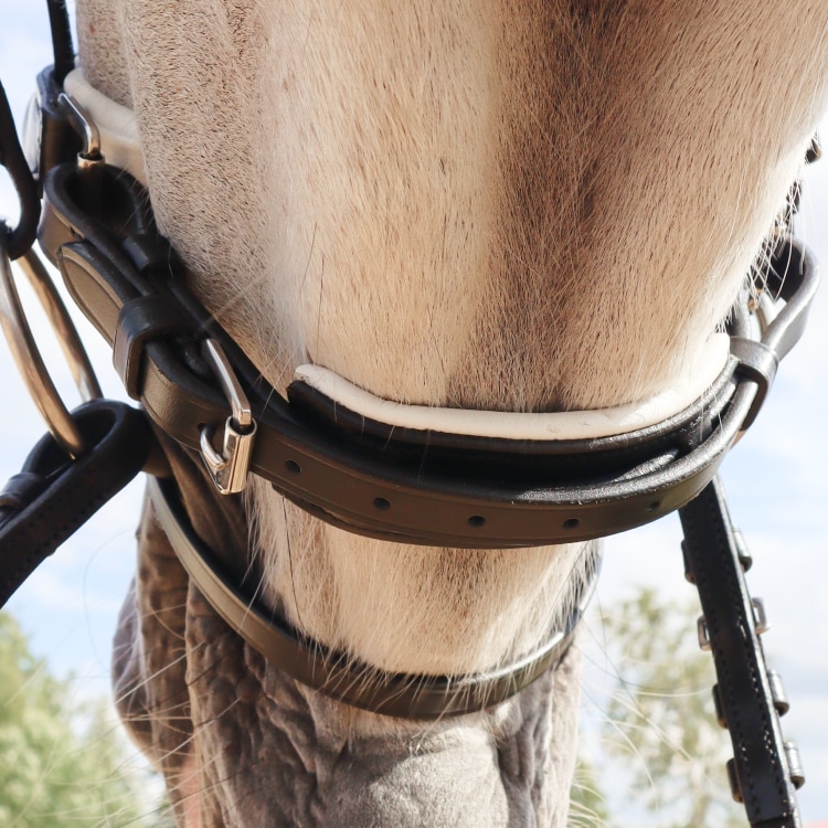 Equestrian Essentials Rich Bridle