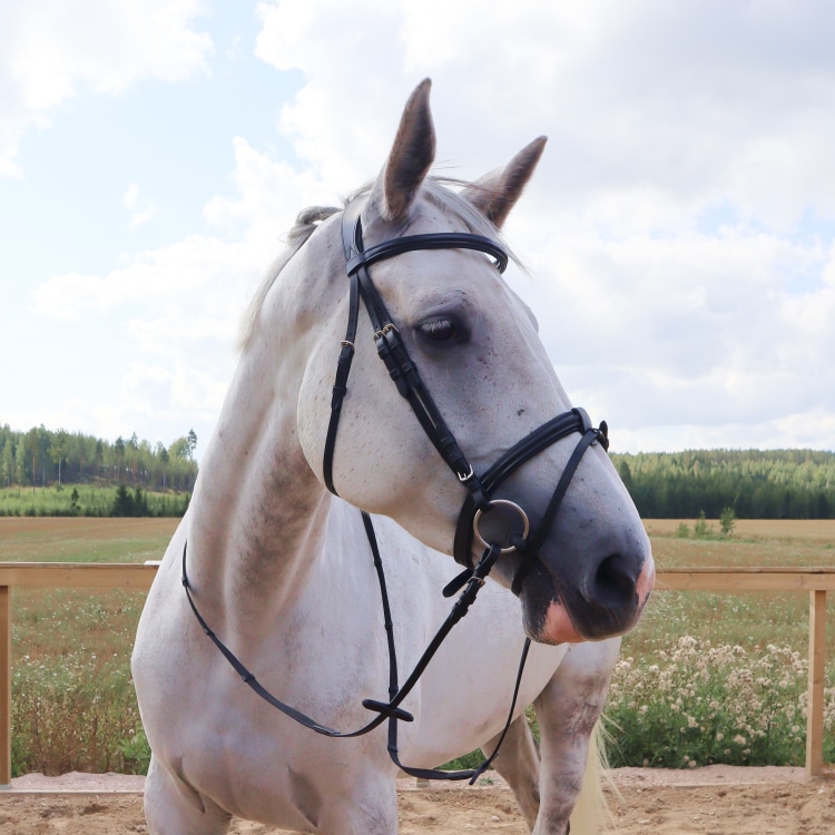 Equestrian Essentials Snug Bridle