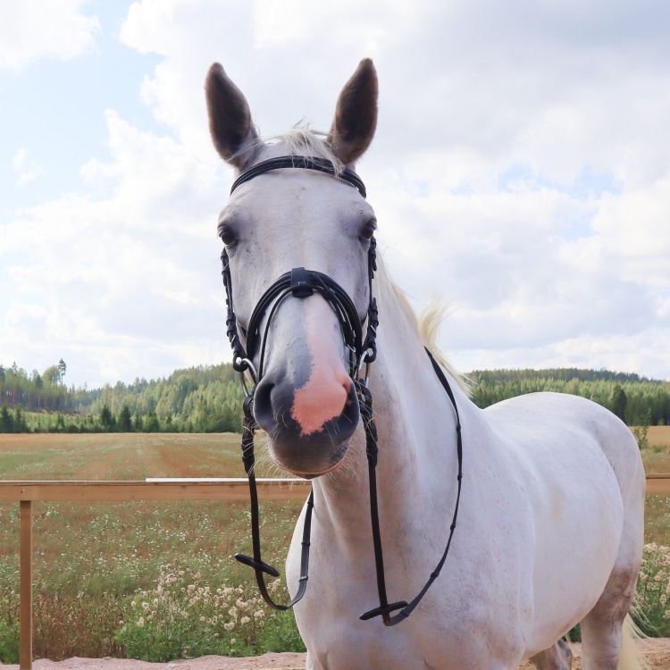 Equestrian Essentials Snug Bridle