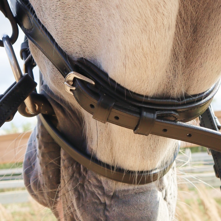 Equestrian Essentials Snug Bridle