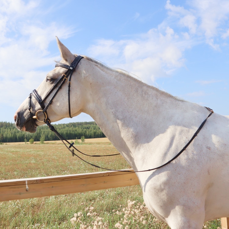 Equestrian Essentials Splendid Bridle with reins.