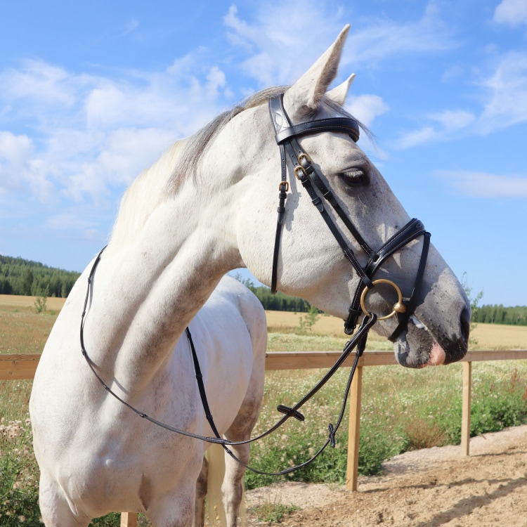 Equestrian Essentials Splendid Bridle with reins.