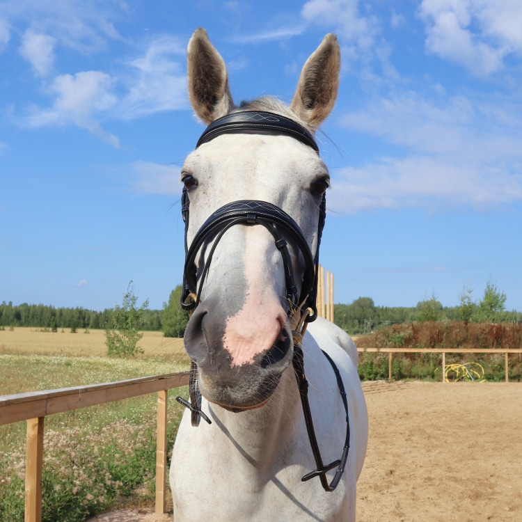 Equestrian Essentials Splendid Bridle with reins.