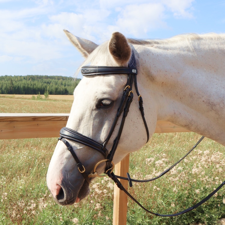 Equestrian Essentials Splendid Bridle with reins.