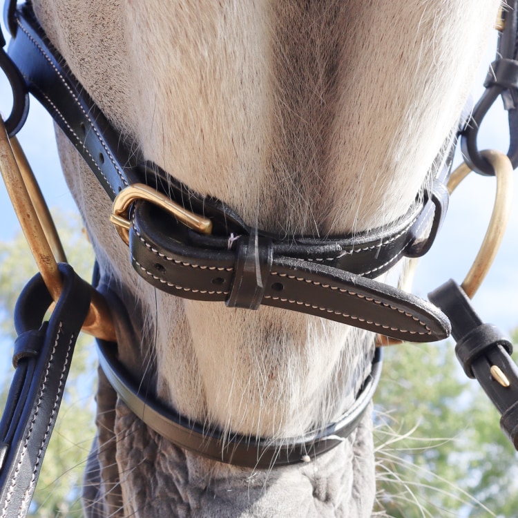 Equestrian Essentials Splendid Bridle with reins.