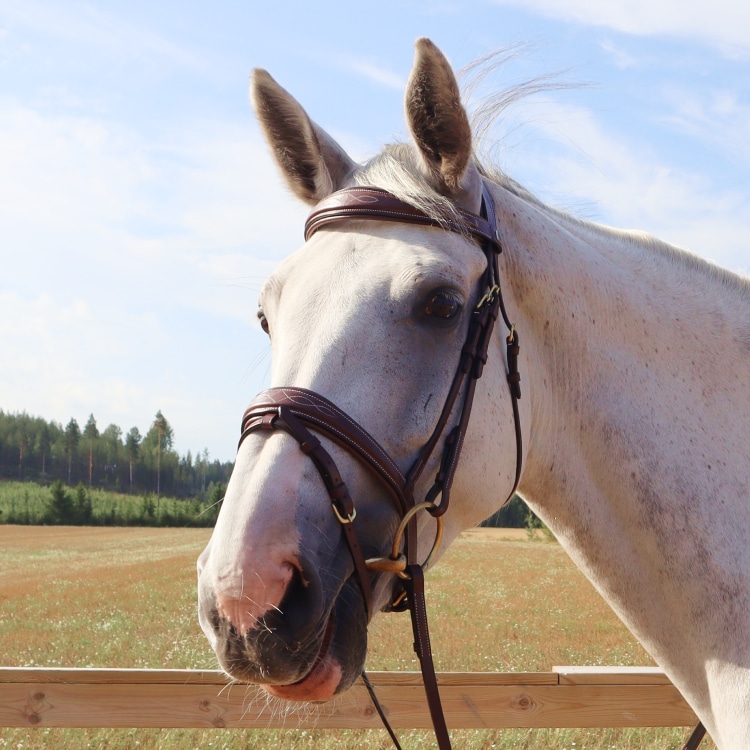 Equestrian Essentials Splendid Bridle with reins.