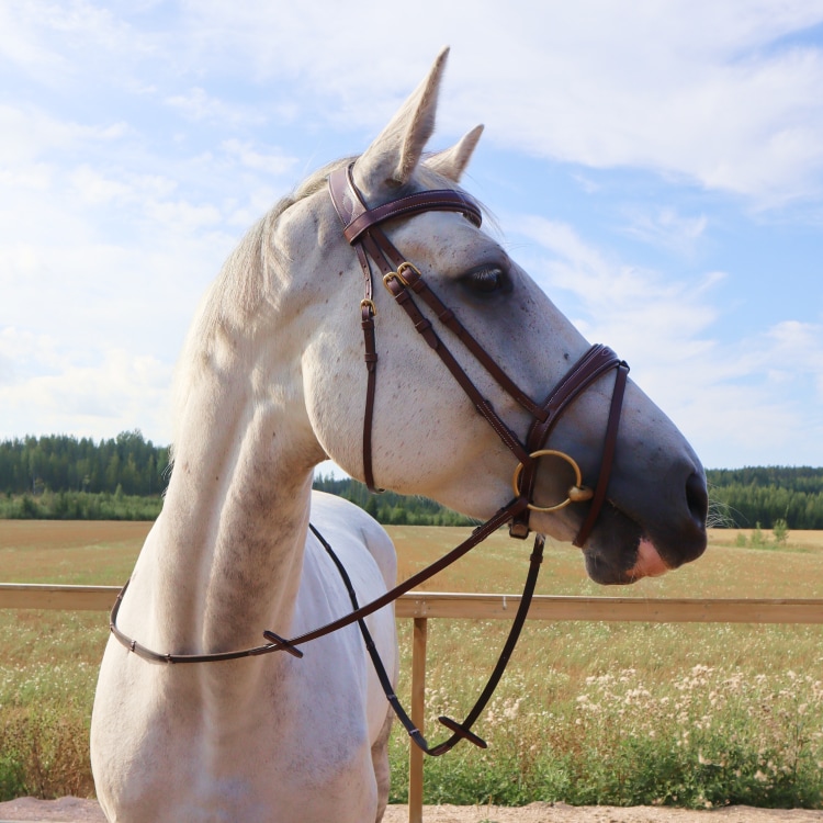 Equestrian Essentials Splendid Hoofdstel met Teugels.