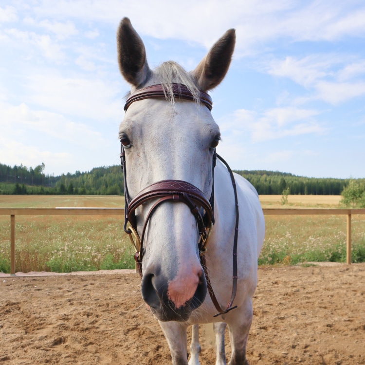 Equestrian Essentials Splendid Bridle with reins.