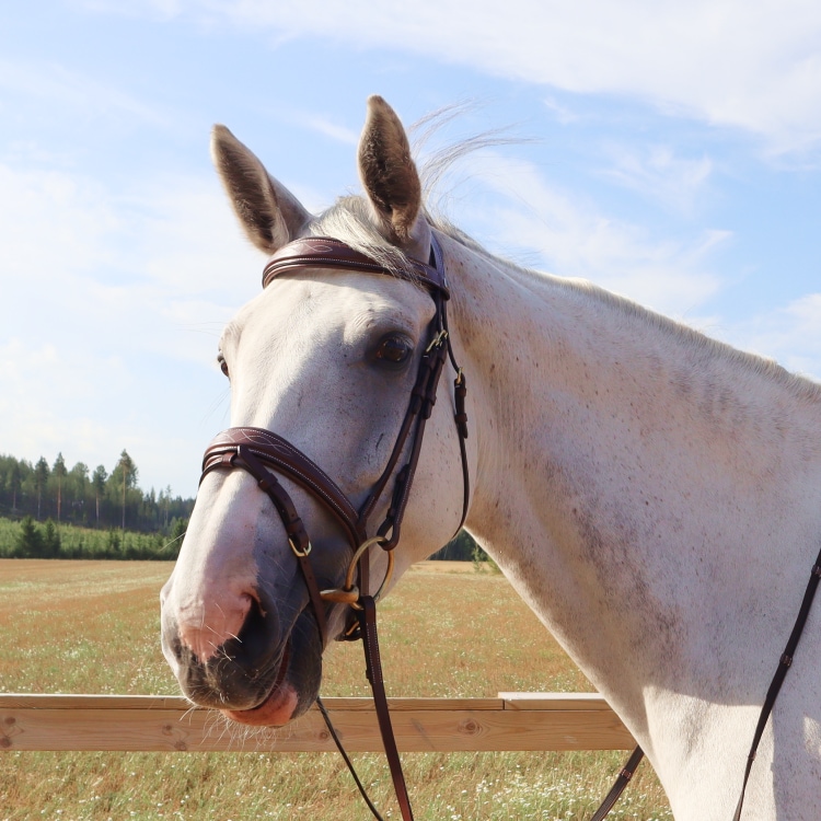 Equestrian Essentials Splendid Bridle with reins.