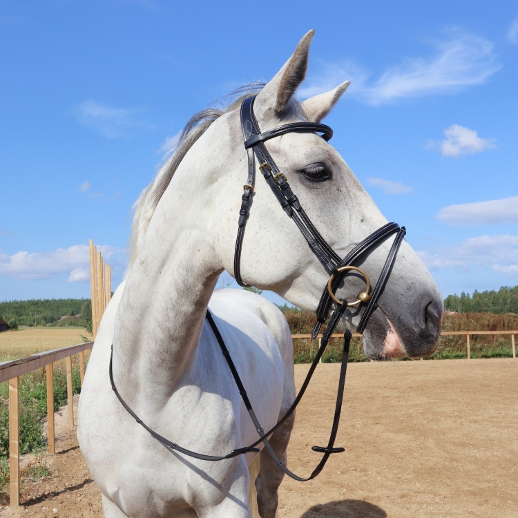 Cabezada Equestrian Essentials con costuras blancas, incluye riendas.