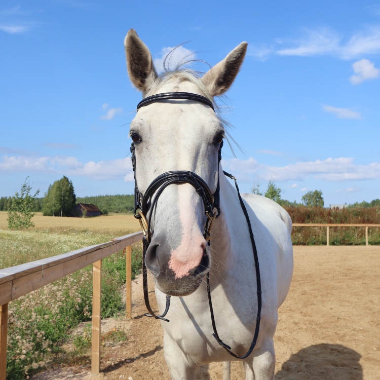 Equestrian Essentials Testiera con cuciture bianche, con redini.