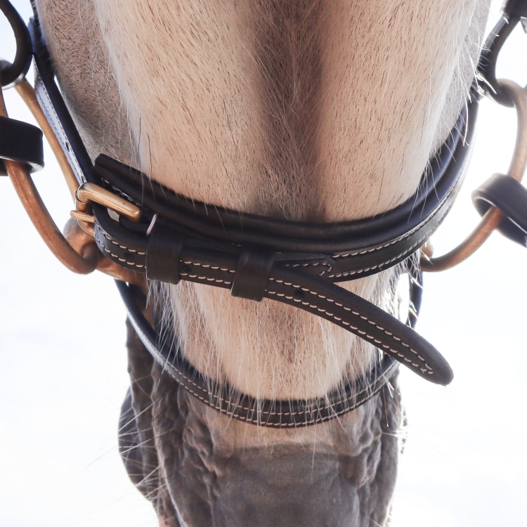 Equestrian Essentials White Stitch trense, med tøjler