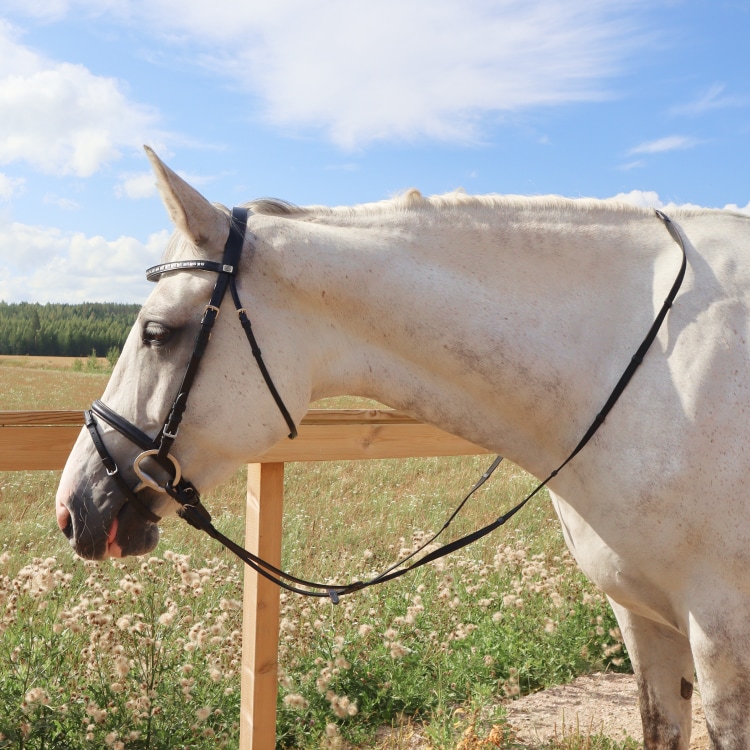 Equestrian Essentials Vital träns, med tyglar