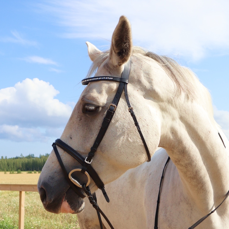 Equestrian Essentials Vital Bridle, with reins