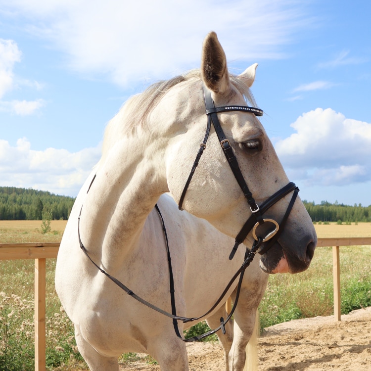 Equestrian Essentials Vital träns, med tyglar