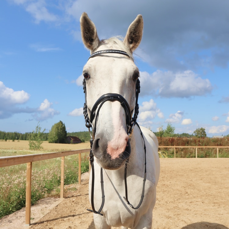 Bride Equestrian Essentials Vital, avec rênes